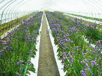 �n�E�X���i